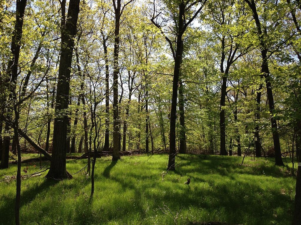 View of Rutgers University Ecological Preserve