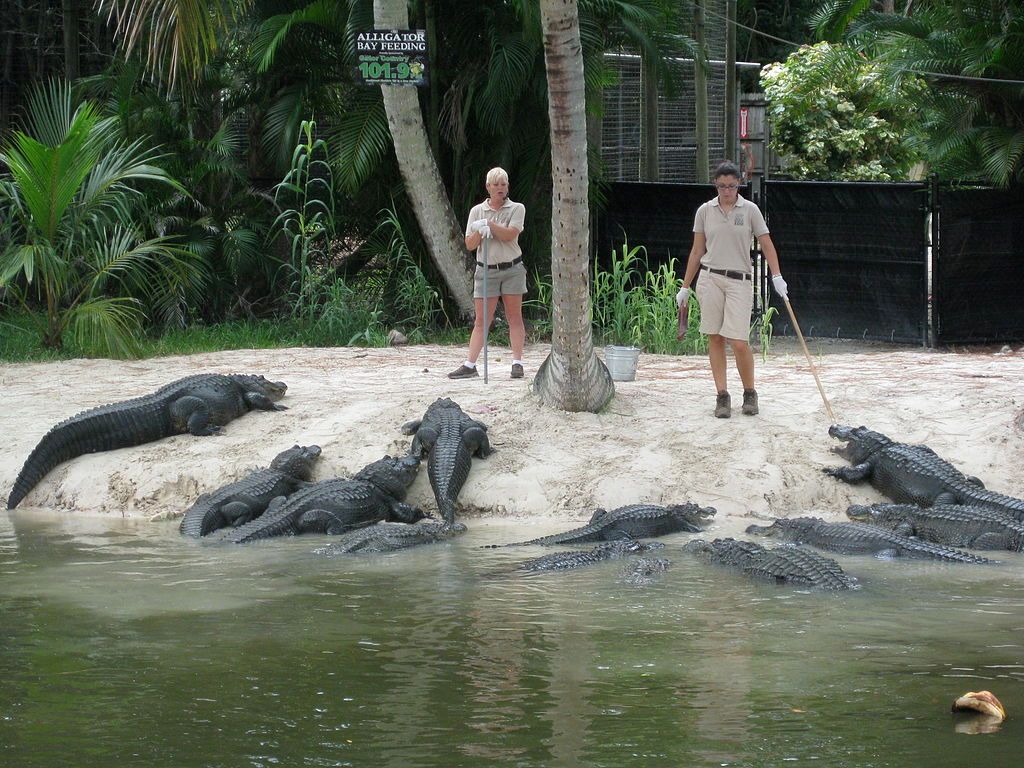 Alligators at Naples Zoo at Caribbean Gardens