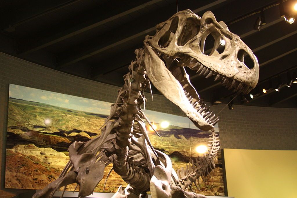 Dinosaur at  Raymond M. Alf Museum of Paleontology