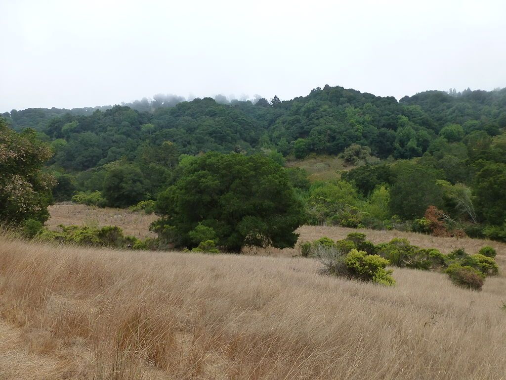 View of Anthony Chabot Regional Park