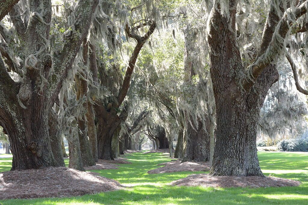 View of Avenue of the Oaks
