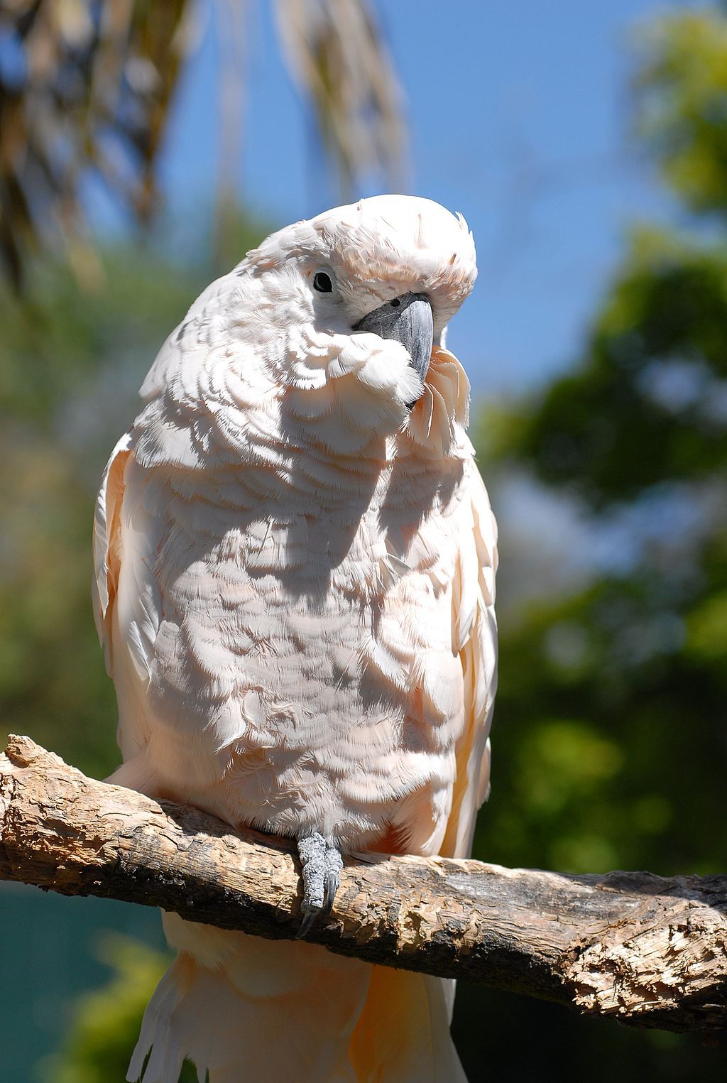 View of a Cacatua moluccensis in Charles Paddock Zoo