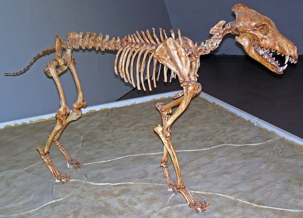 Canis dirus Leidy, 1858 displayed in Sternberg Museum-Natural History