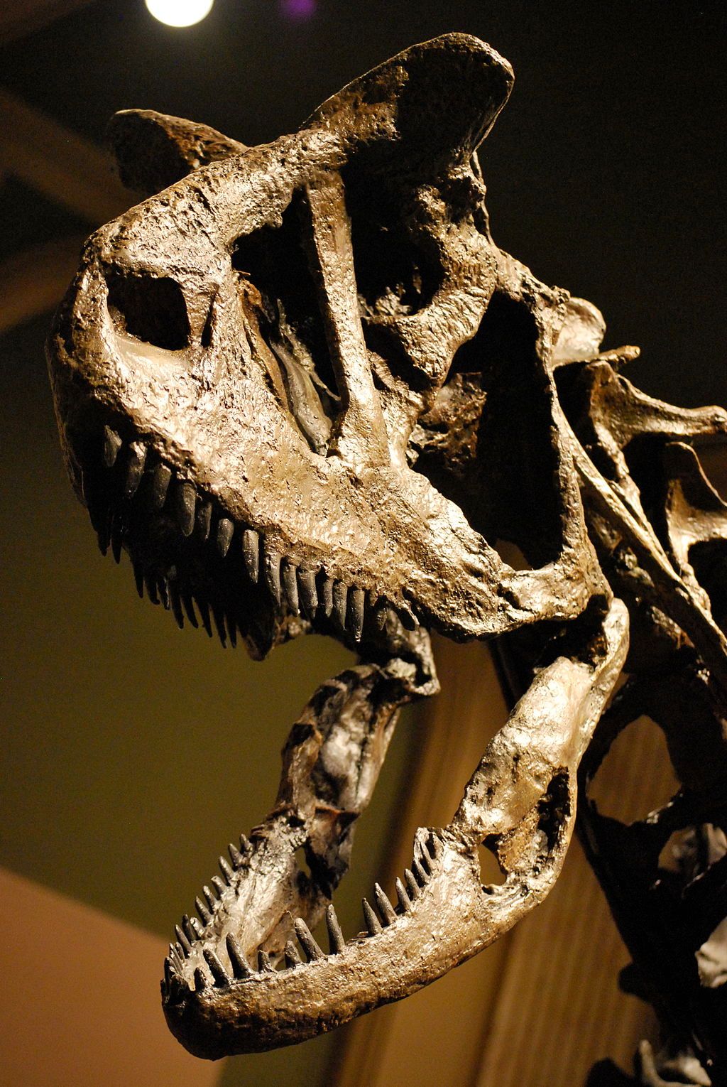 Dinosaur's Skull at Dinosaur Discovery Museum