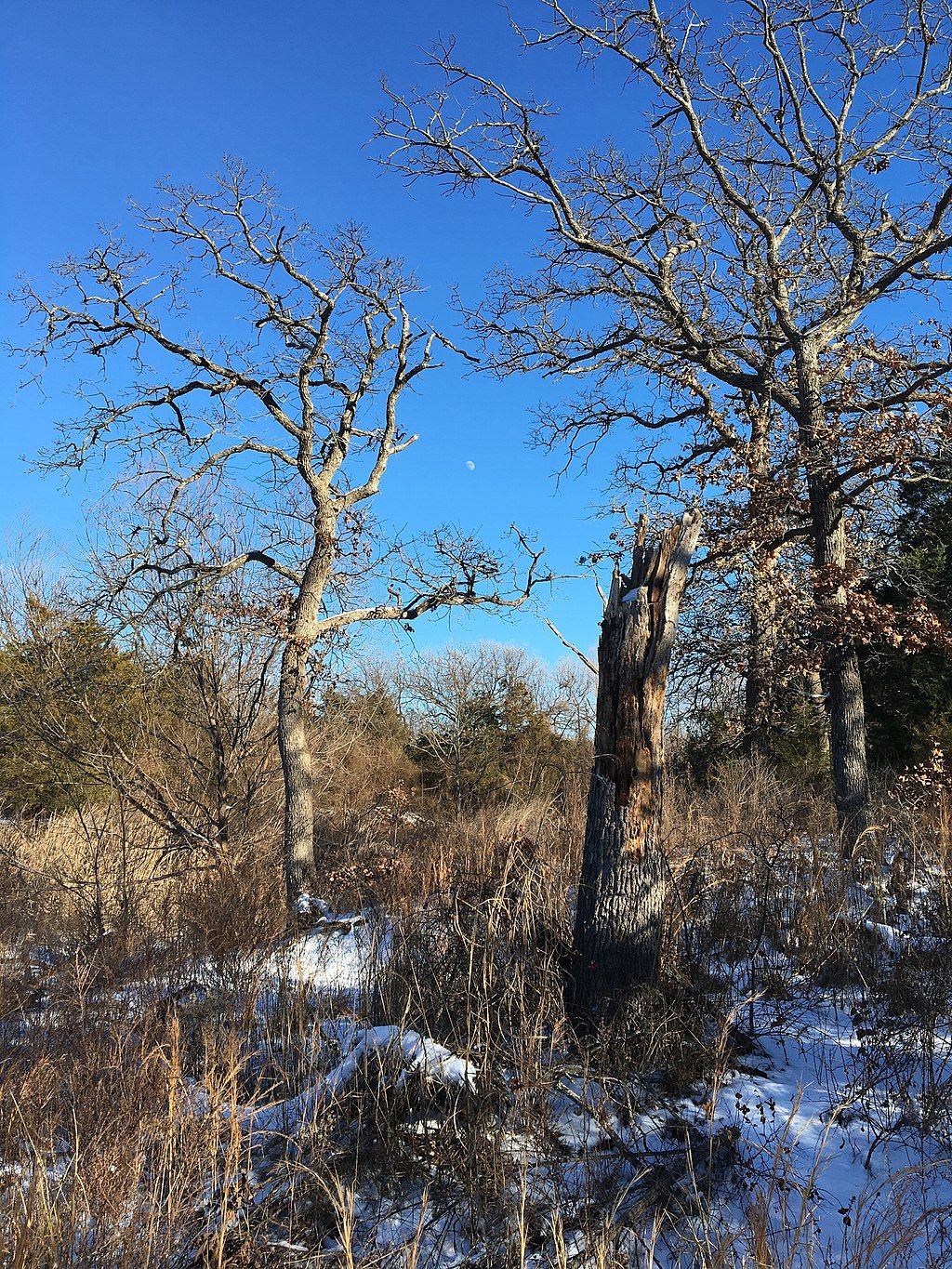 Snow along the trail going to Arcadia Lake.