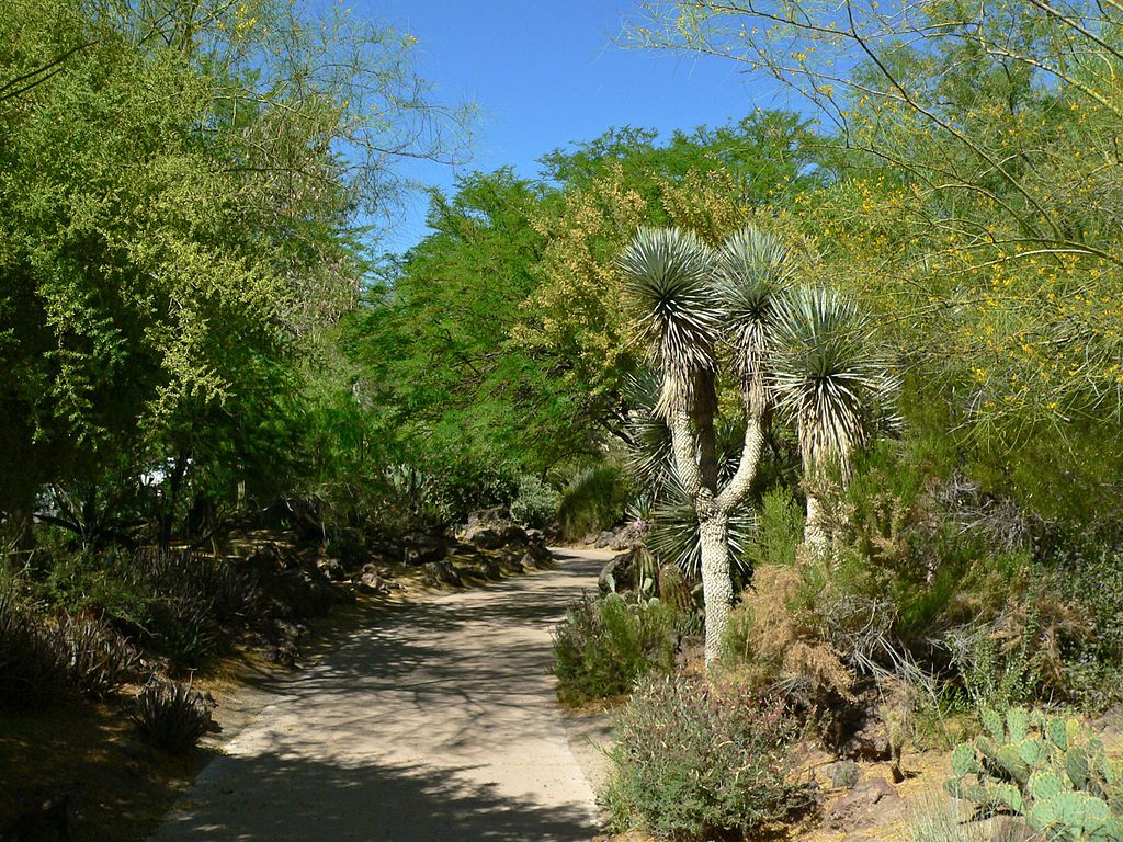 Unique Plants at Ethel M Botanical Cactus Garden