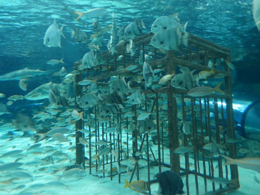 Fish at Ripley’s Aquarium of Myrtle Beach