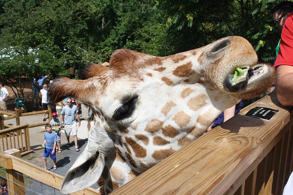 Giraffe in Elmwood Park Zoo in Norristown, Pennsylvania