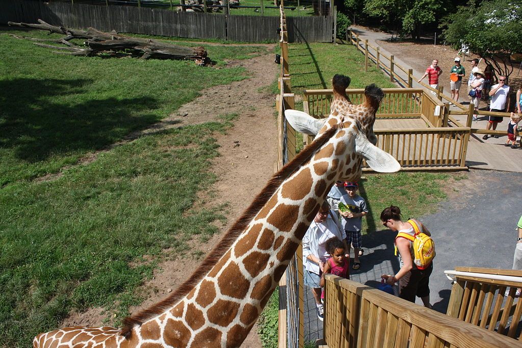 Giraffe in Elmwood Park Zoo in Norristown, Pennsylvania