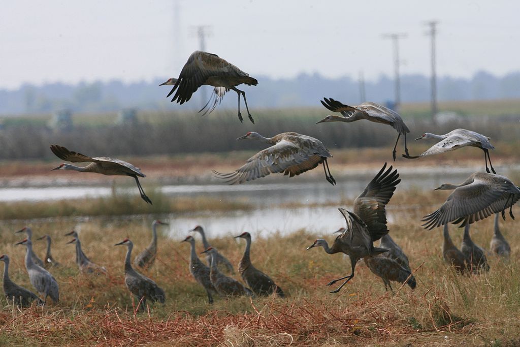 View of Birds at Merced National Wildlife Refuge