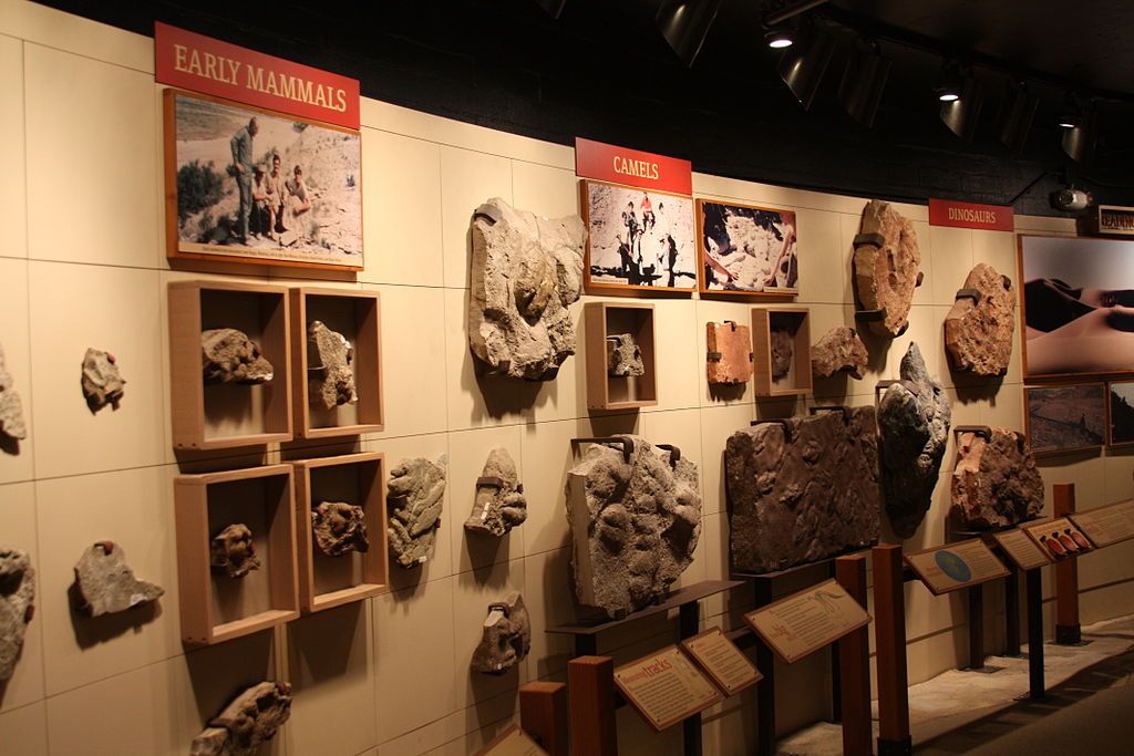 Artifacts at  Raymond M. Alf Museum of Paleontology