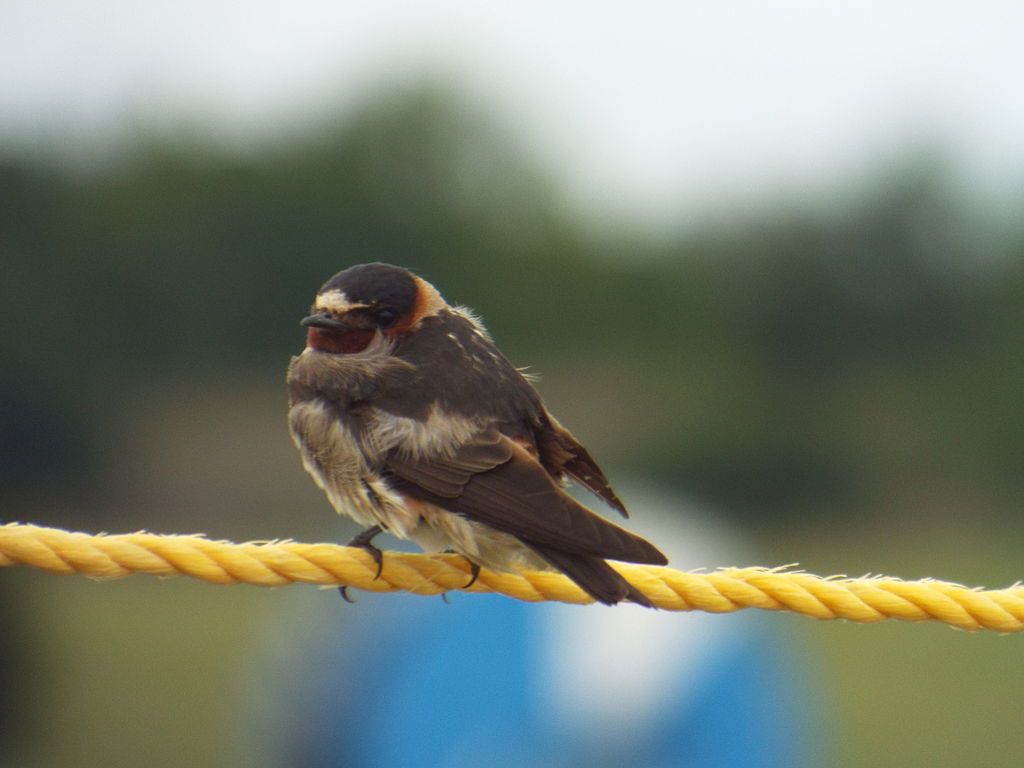 Bird at at Breckinridge Park