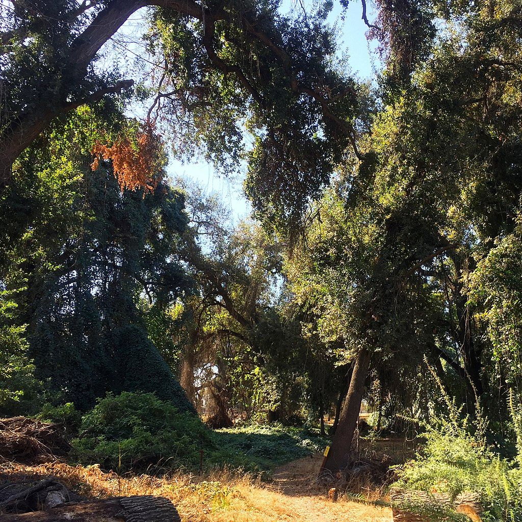 Lush greenery at Kaweah Oaks Preserve