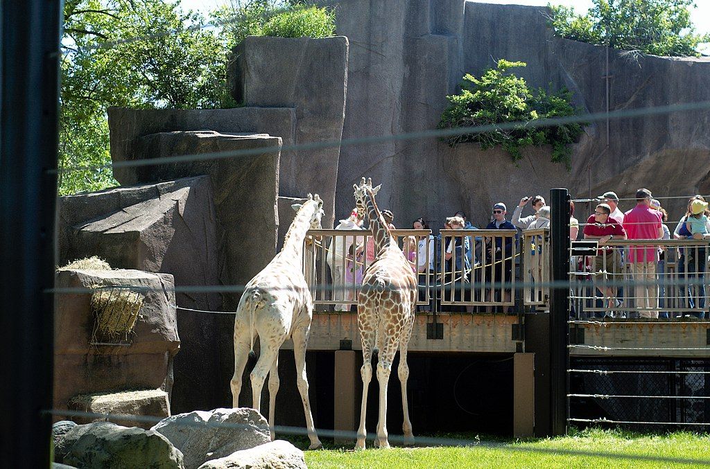 Zebras at  Milwaukee County Zoo