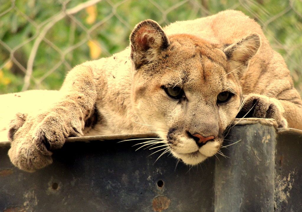 View of a Lion at Alameda Park Zoo