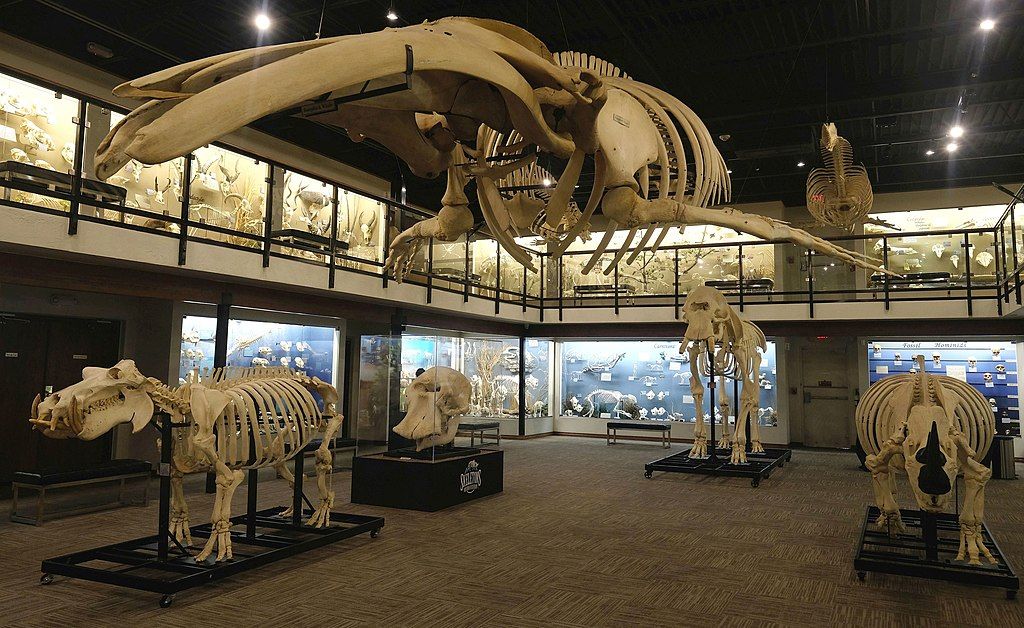 Skeletal Structures at Museum of Osteology