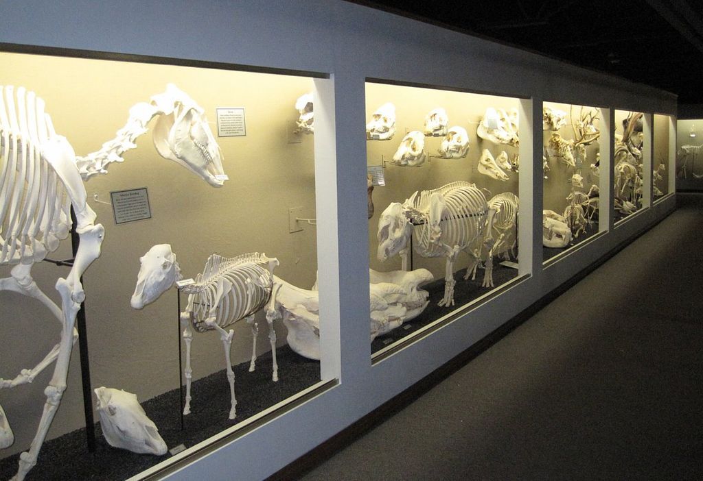 Ungulate Skeletal Structures at Museum of Osteology