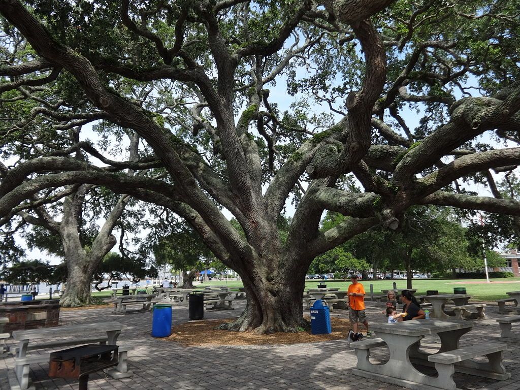 A Huge Tree in Neptune Park