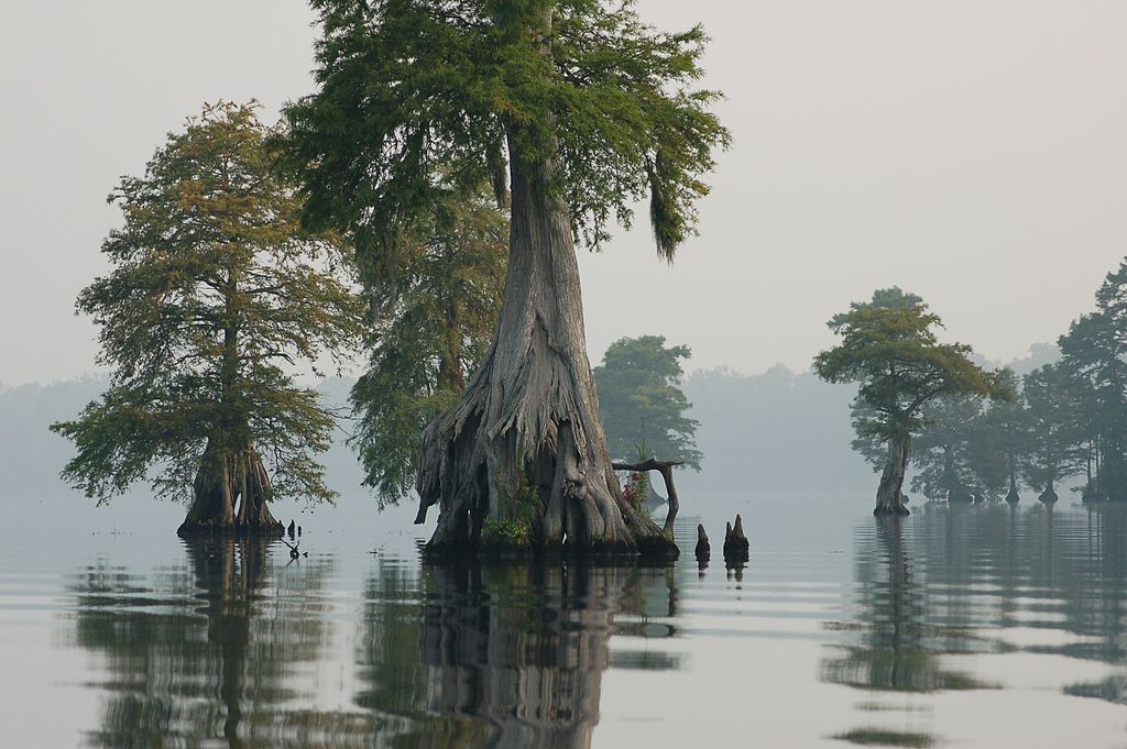 View of Dismal Swamp Canal Trail