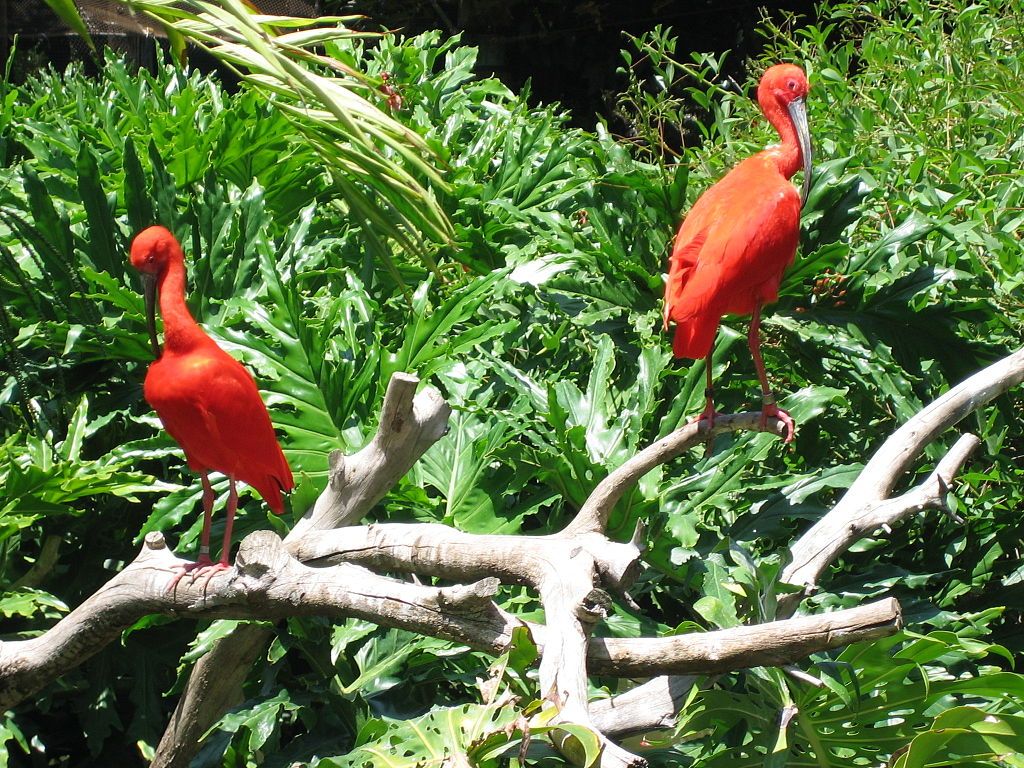 Birds at Santa Ana Zoo