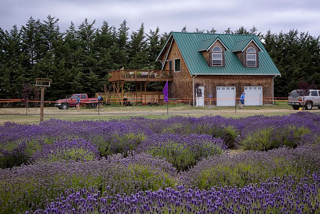 View of Sequim's Lavender Farms