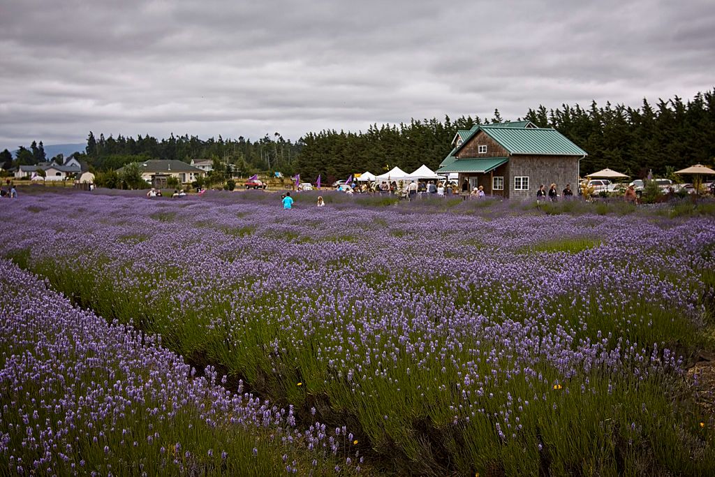 View of Sequim's Lavender Farms