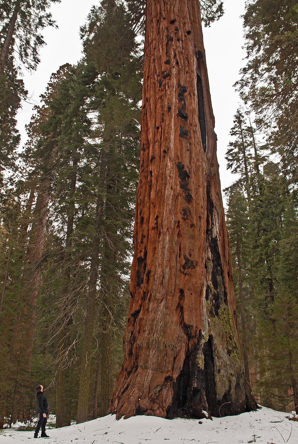 Tall tree at Visalia/Sequoia National Park KOA