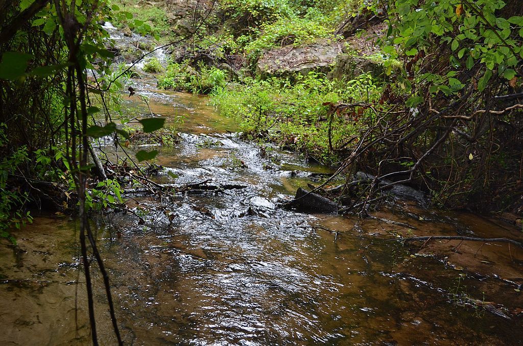 Diverse Ecosystem at the Poinsett State Park