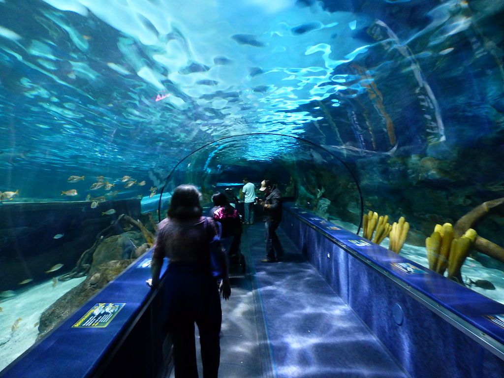 Shark tunnel at Ripley’s Aquarium of Myrtle Beach