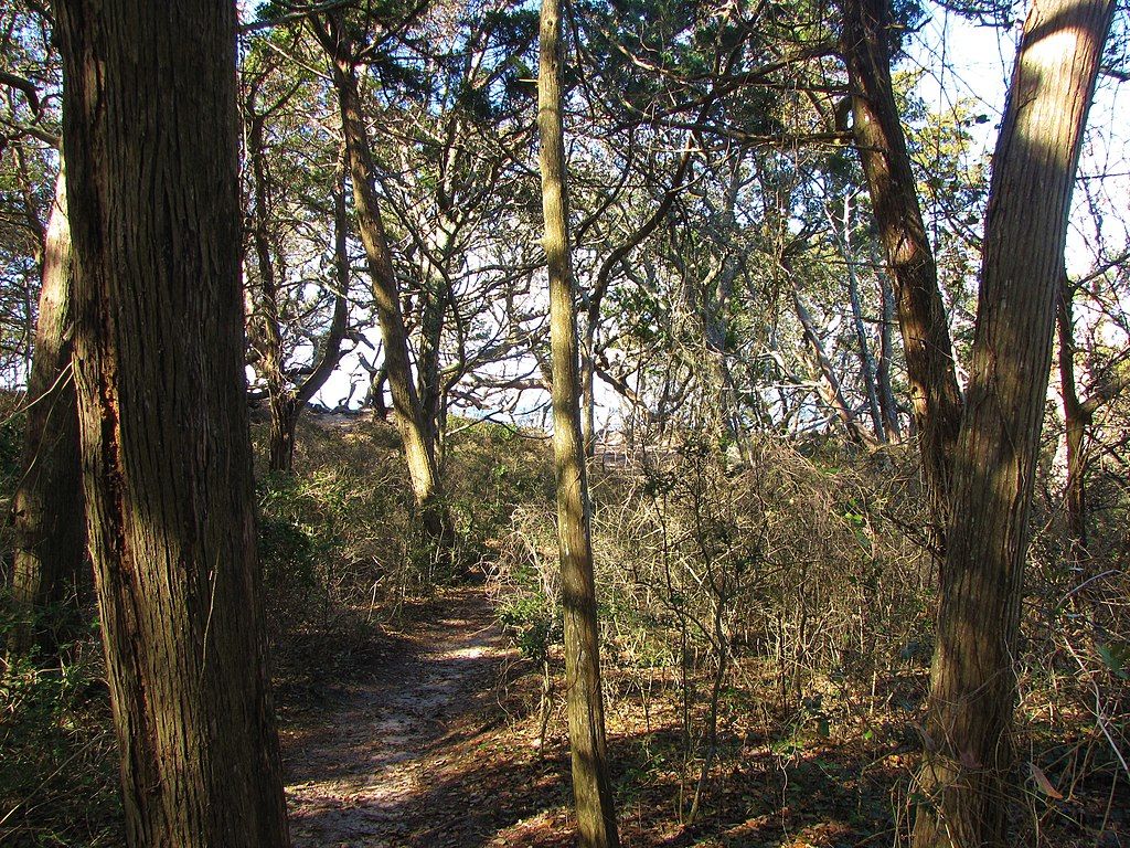 Woods in Springer's Point Nature Preserve