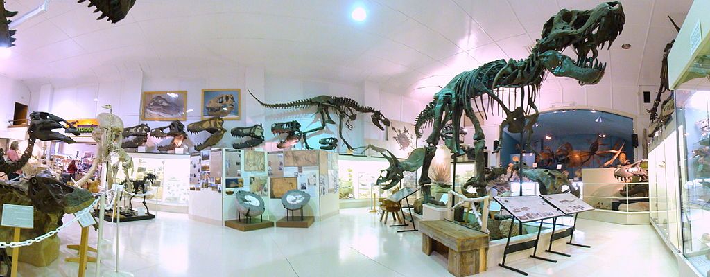 Dinosaur Fossils at the Museum @ Black Hills Institute