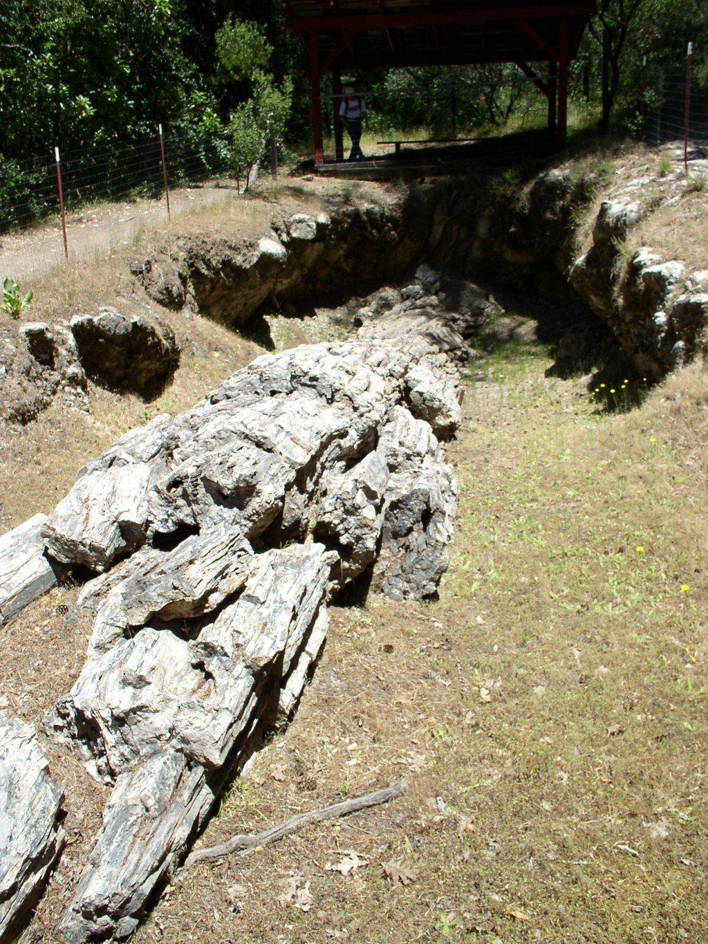 View of Petrified Forest