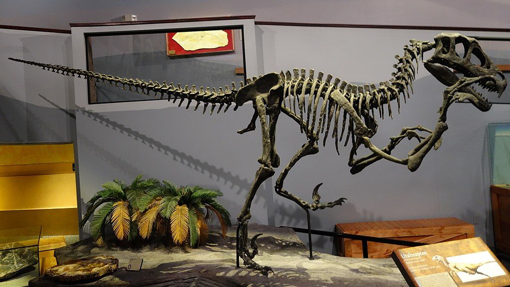Display at  Museum of Ancient Life