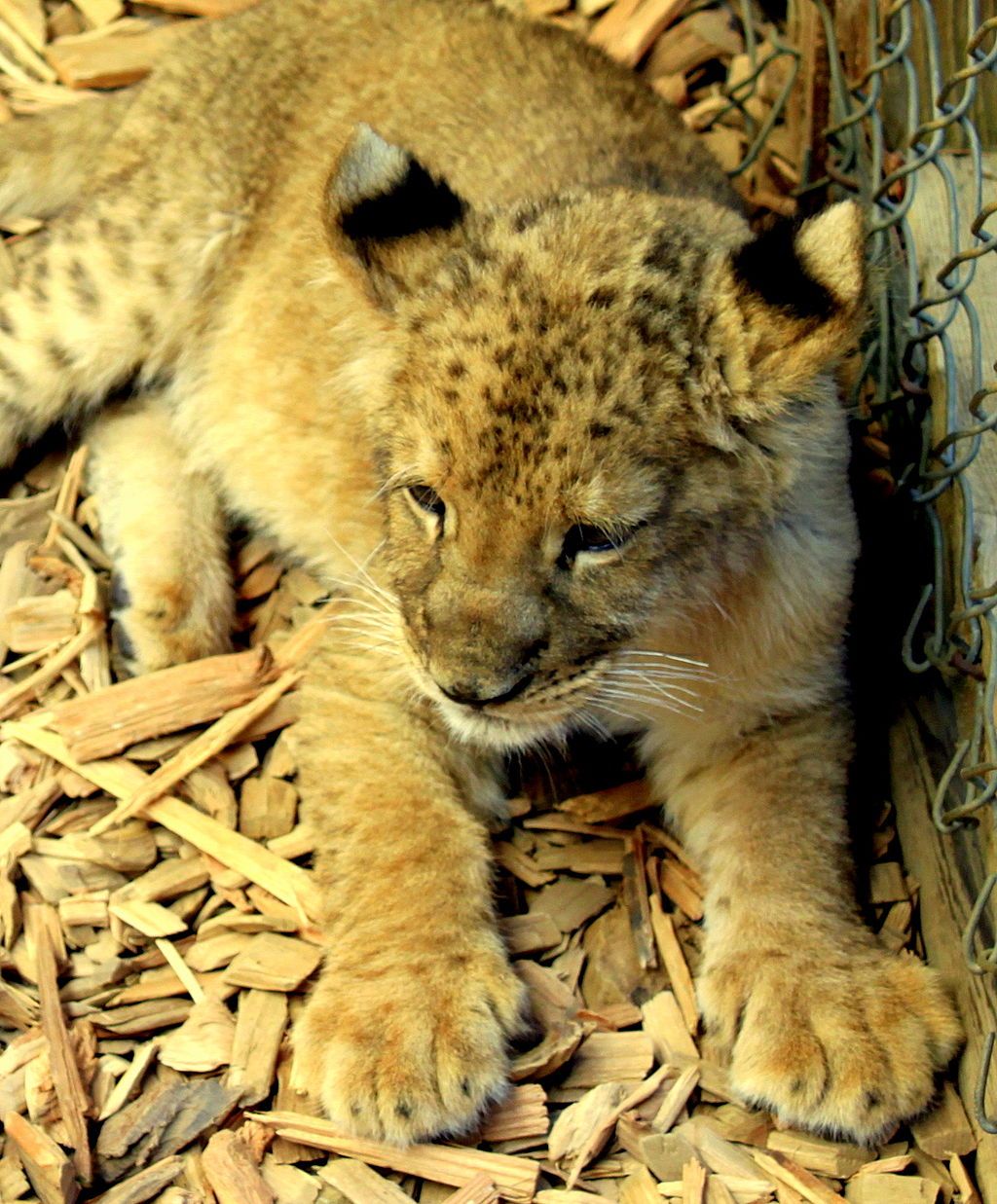 A Lion in West Coast Game Park Safari