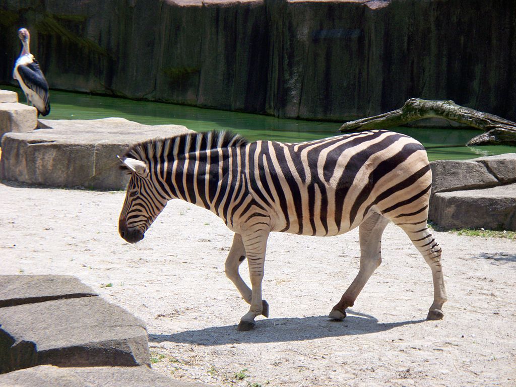 Zebra at  Milwaukee County Zoo