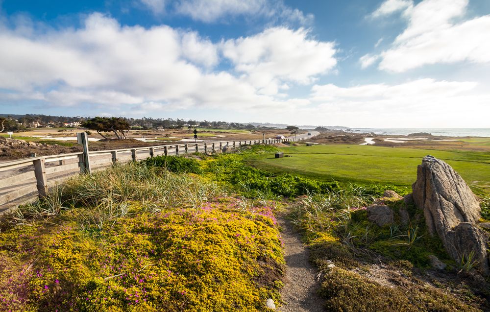 view of plants and road at 17- Mile Drive