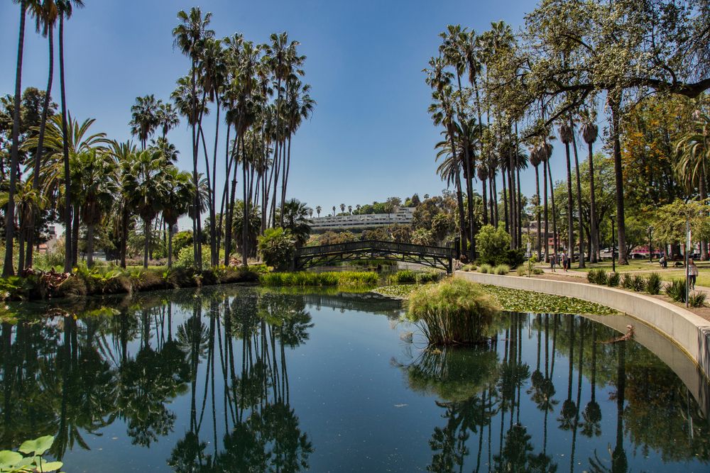 Trees around the waters of Echo Park Lake.