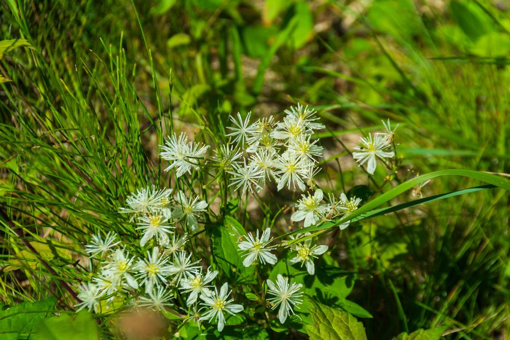 Flowers along the trail at Agate Falls