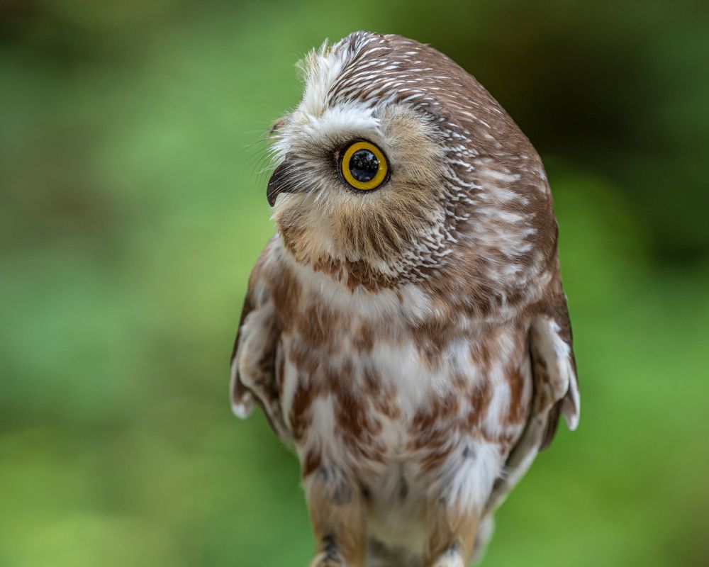 Owl at Alaska Raptor Center