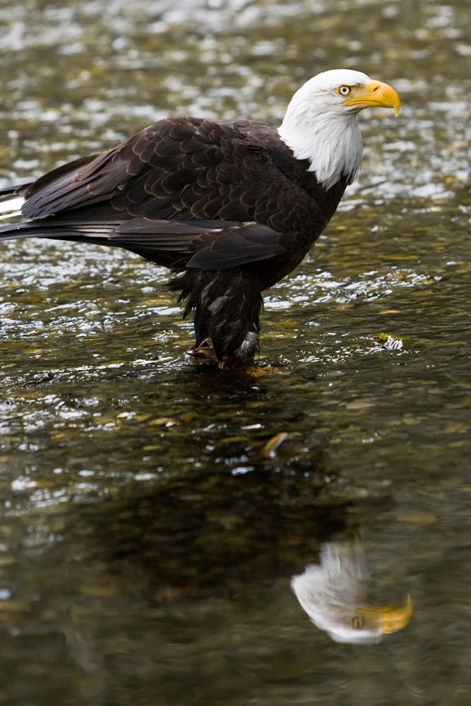Eagle hunting its prey at Alaska Raptor Center