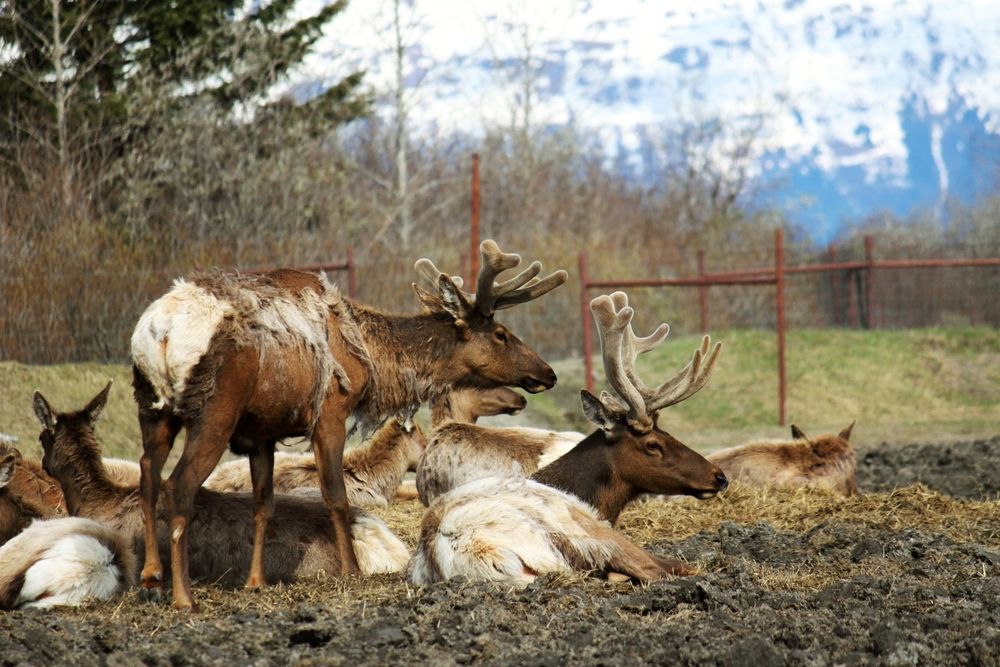 Group of reindeer at Alaska Wildlife Conservation Center