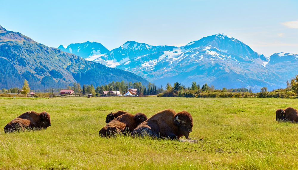 Bisons resting on the green fields at Alaska Wildlife Conservation Center