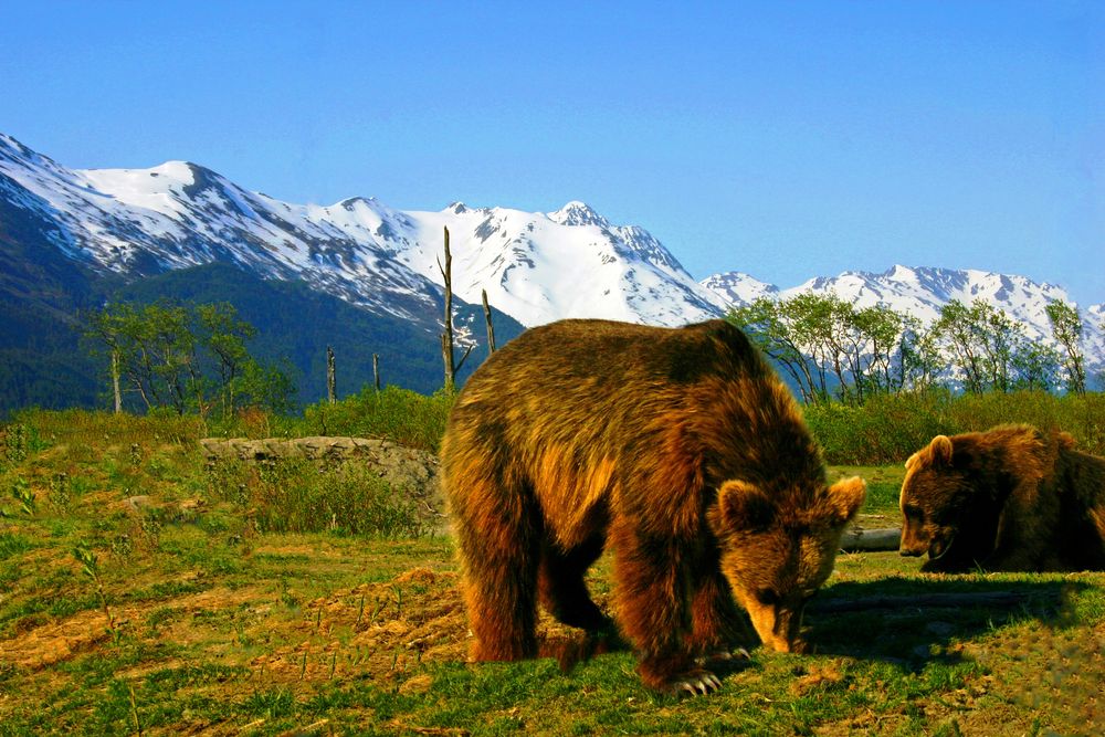 Bears feeding on the grass at Alaska Wildlife Conservation Center