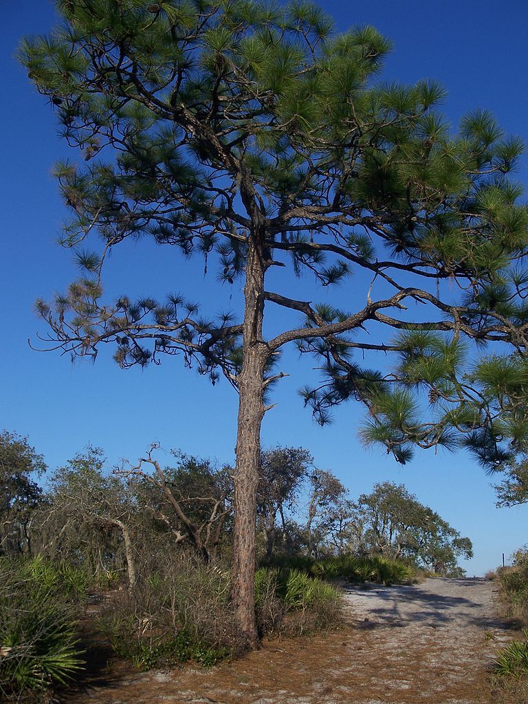 Landscape of Allen David Broussard Catfish Creek Preserve State Park