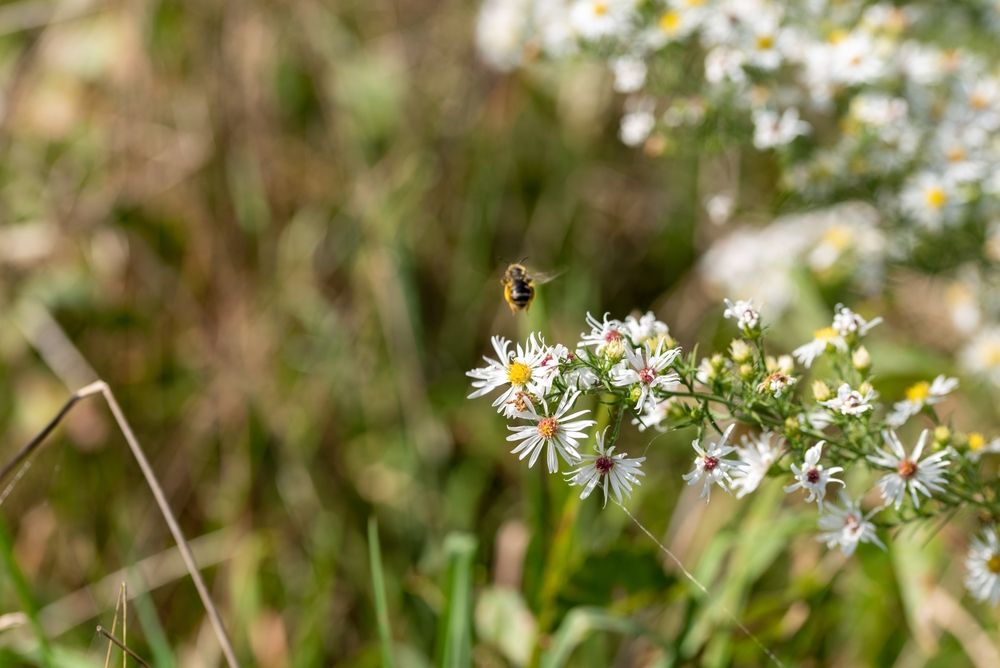 A honeybee collecting nector from a white flower at Allens Pond Wildlife Sanctuary