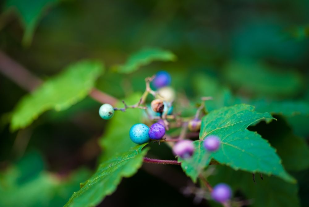 Colorful berries in Allens Pond Wildlife Sanctuary
