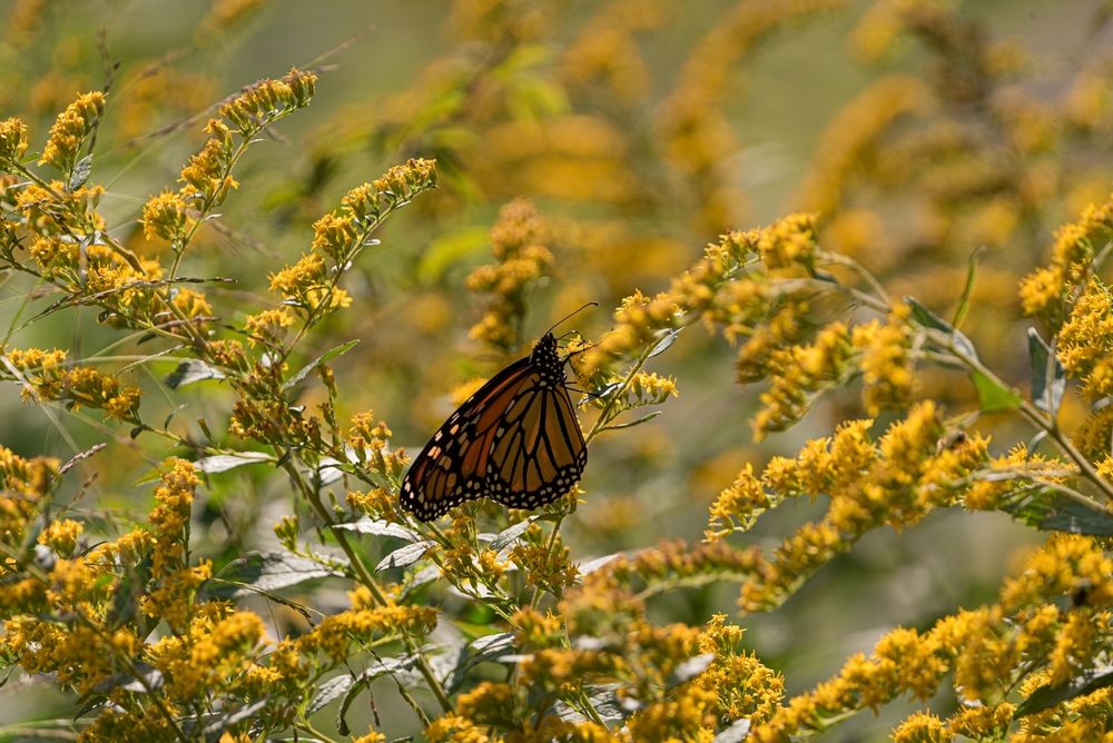 Butterfly sitting on the yellow flowers at Allens Pond Wildlife Sanctuary
