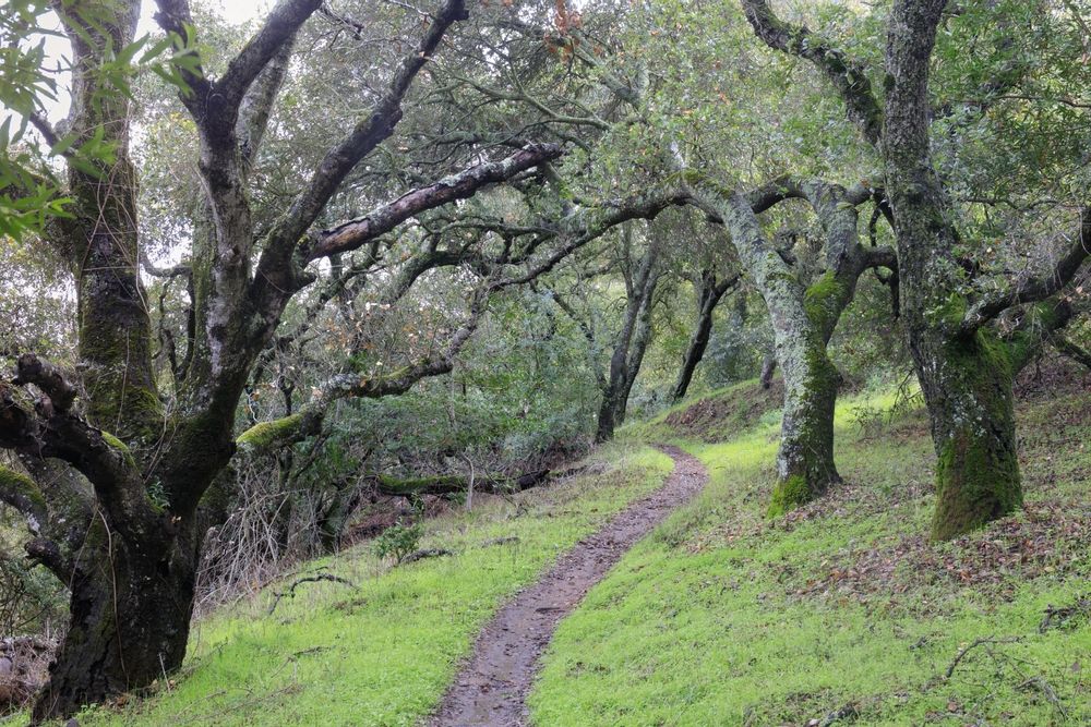 Nature trail at Almaden Quicksilver County Park