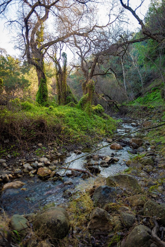 A creek running through the Alum Rock Park
