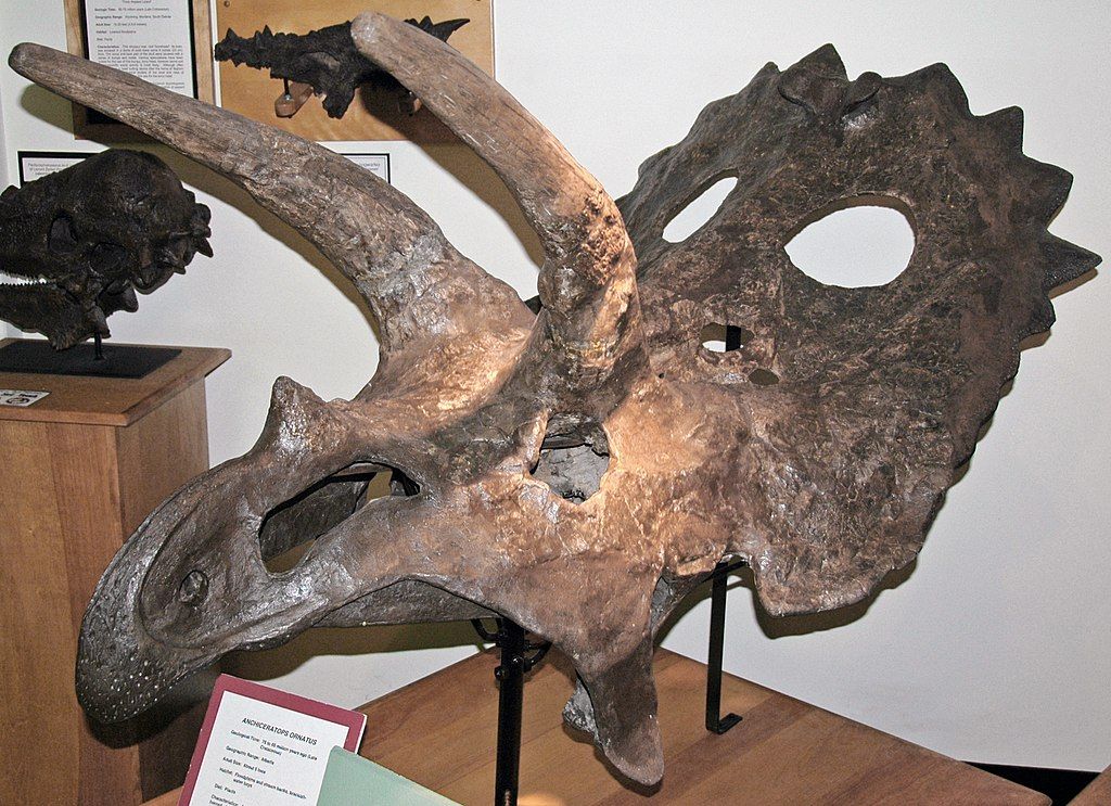 Displays at University of Wyoming Geological Museum